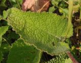 Salvia verticillata. Лист. Крым, Симферополь, Петровские скалы. 14.06.2013.