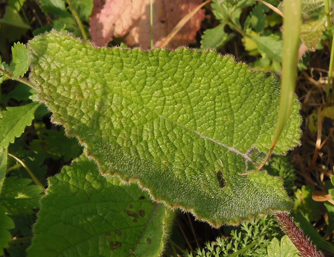 Изображение особи Salvia verticillata.