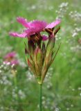 Dianthus borbasii