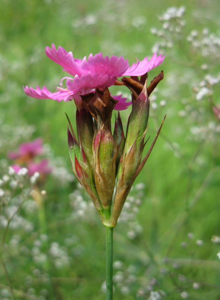 Image of Dianthus borbasii specimen.