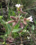 Cerastium pseudobulgaricum