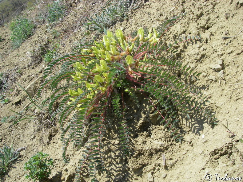 Image of Astragalus utriger specimen.