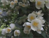 род Philadelphus