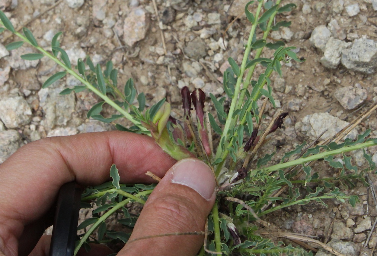 Изображение особи Astragalus subspinescens.