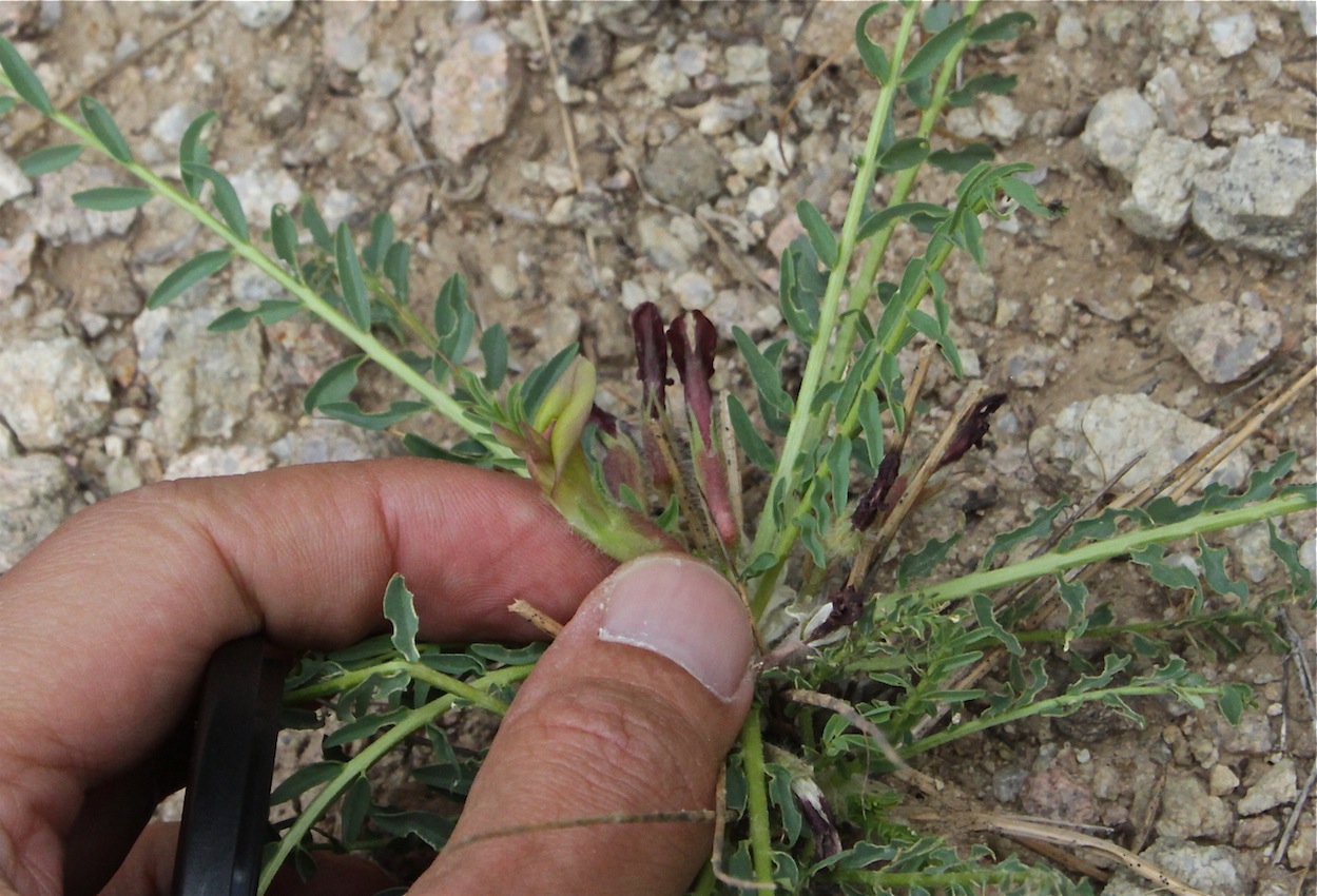 Image of Astragalus subspinescens specimen.