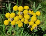Tanacetum vulgare. Общее соцветие с кормящимися Choreutis diana. Архангельская обл., Вельский р-н, окр. пос. Усть-Шоноша, у небольшой дороги. 29.07.2013.