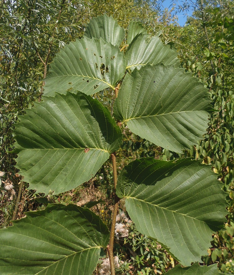 Изображение особи Ulmus laevis.