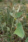 Atriplex micrantha