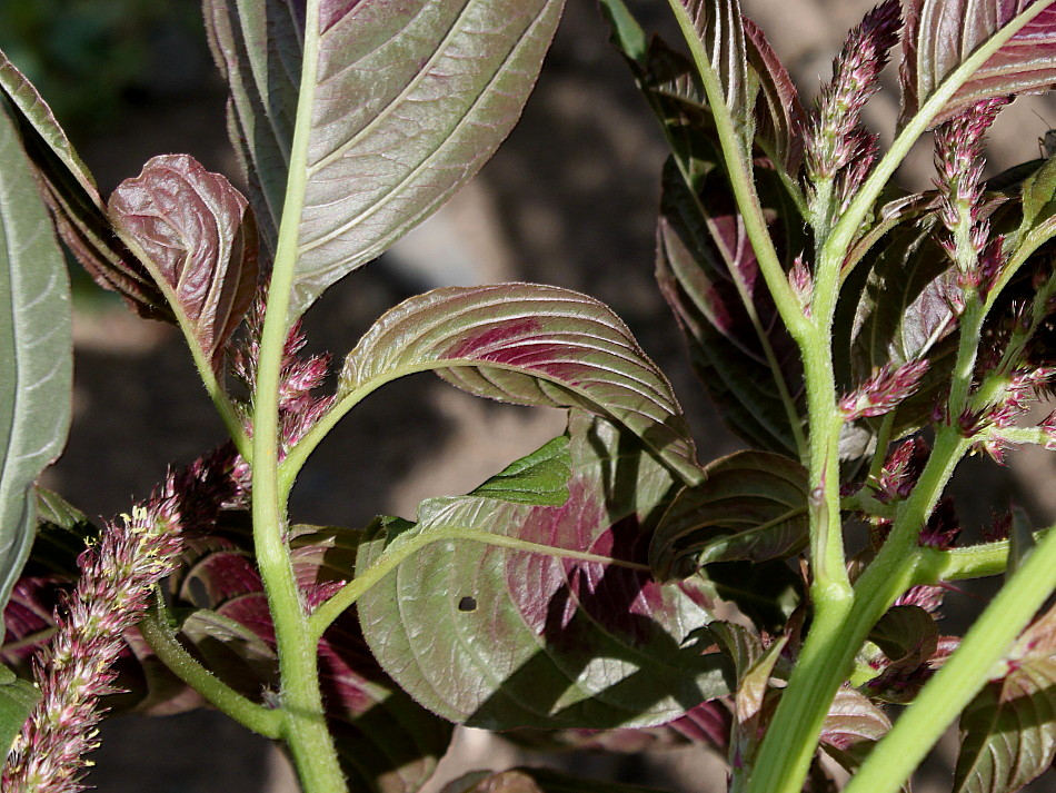 Image of Amaranthus tricolor specimen.