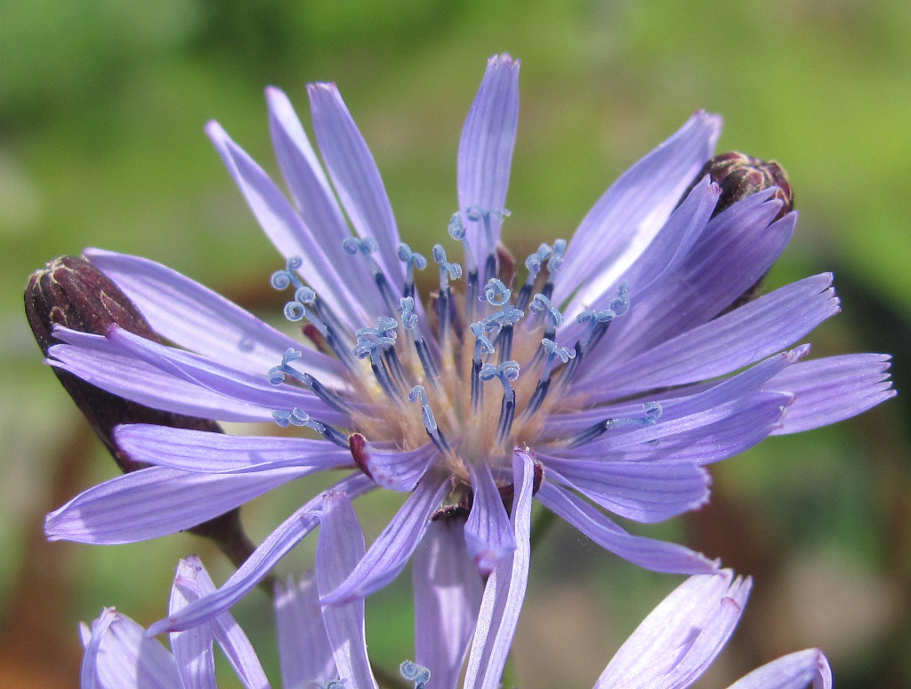 Изображение особи Lactuca sibirica.