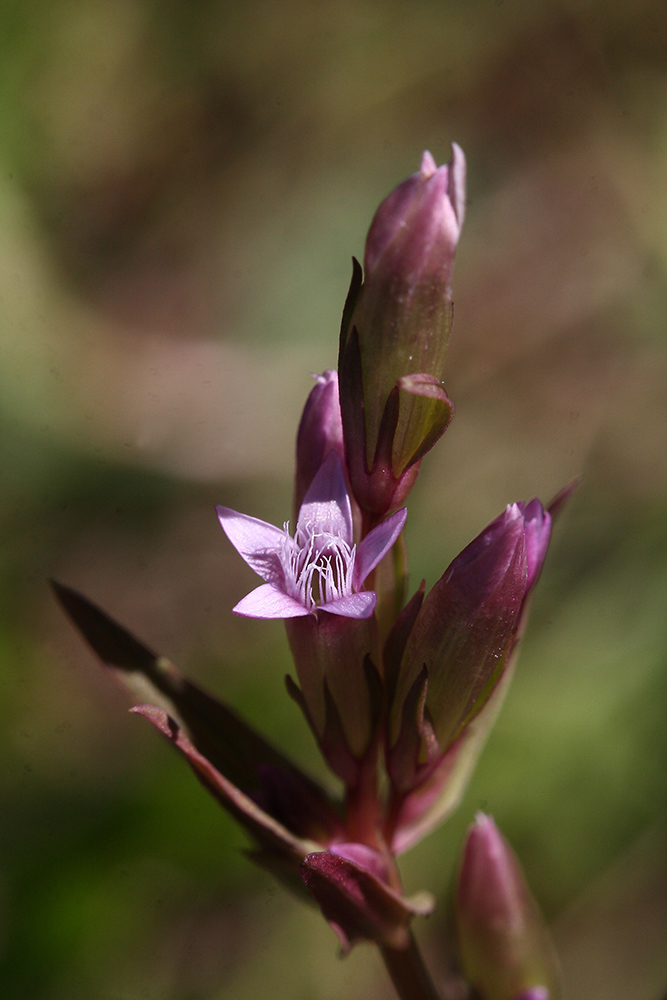 Изображение особи Gentianella acuta.