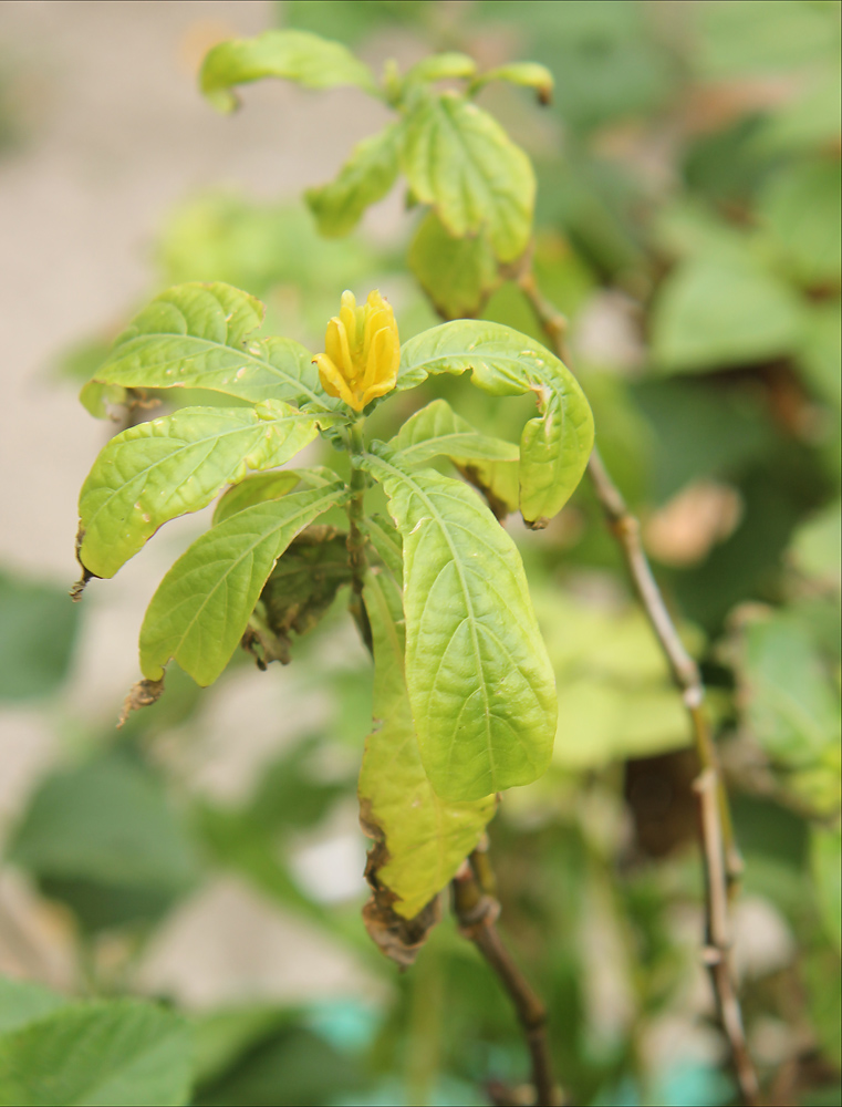 Image of Pachystachys lutea specimen.