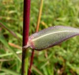 Spodiopogon sibiricus. Часть побега с основанием листа. Приморский край, г. Владивосток, бухта Соболь, прибрежный склон. 06.09.2013.