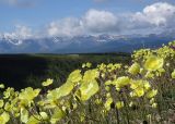 genus Papaver