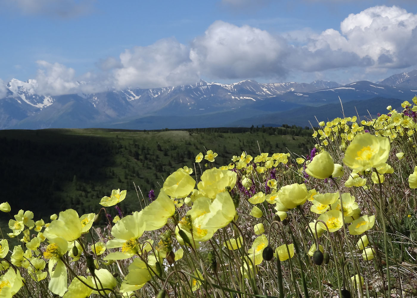 Изображение особи род Papaver.