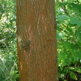Fraxinus texensis