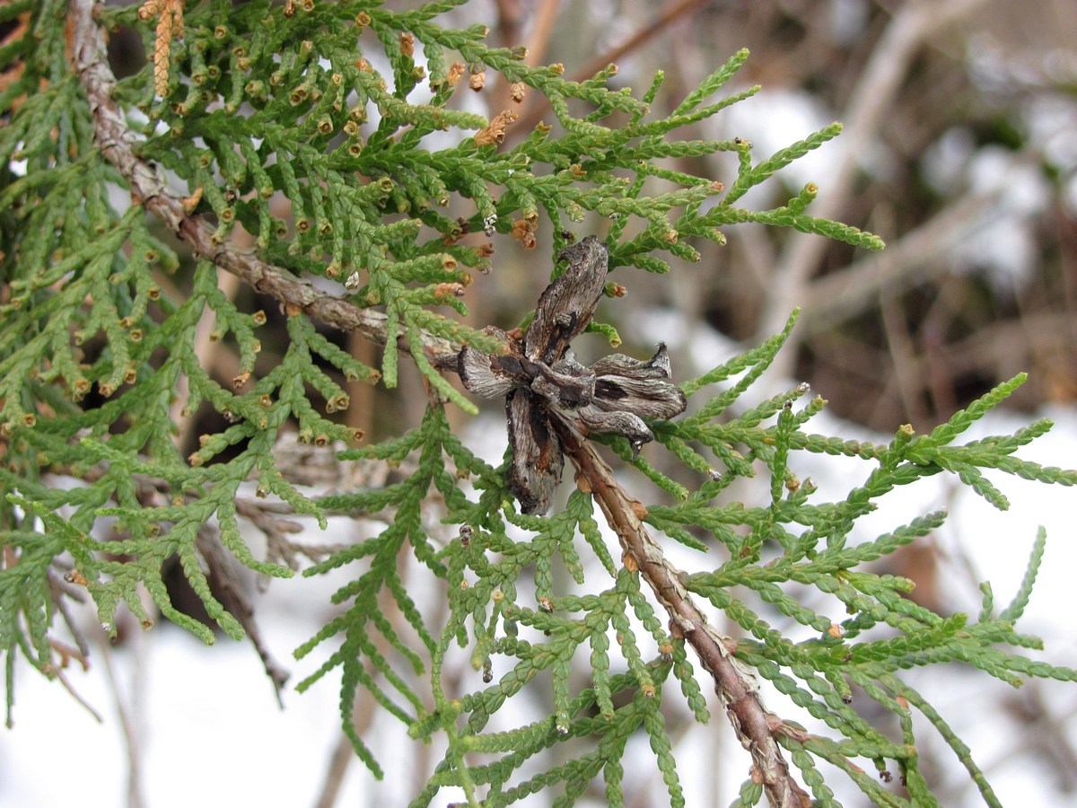 Image of Platycladus orientalis specimen.