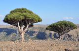 Dracaena cinnabari. Взрослые деревья. Сокотра, плато Диксам. 30.12.2013.