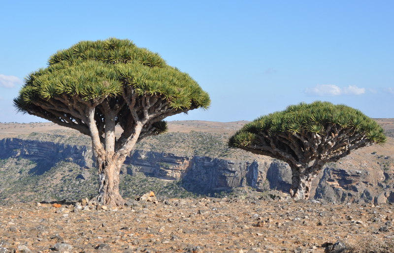 Изображение особи Dracaena cinnabari.