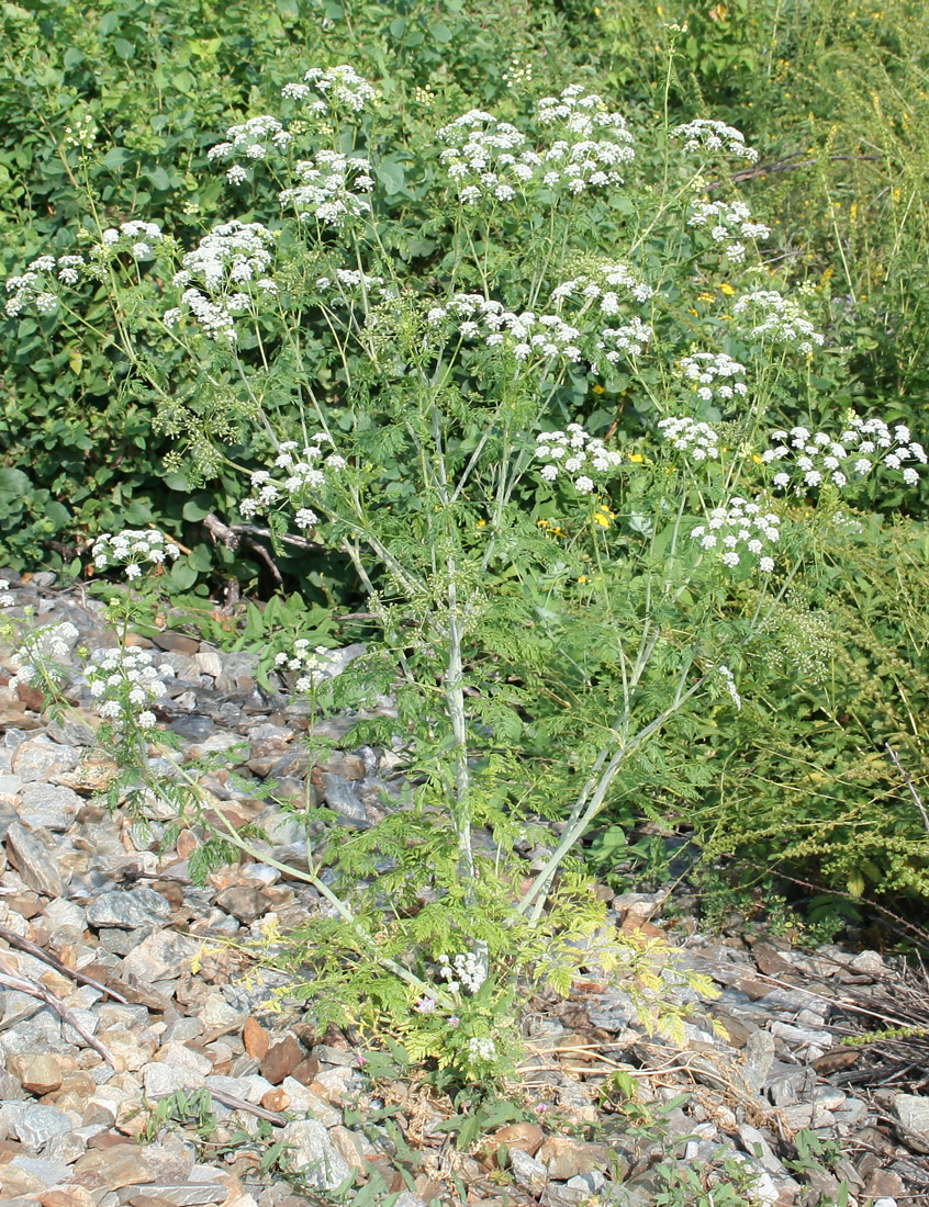 Изображение особи Conium maculatum.