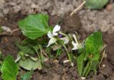 Viola odorata