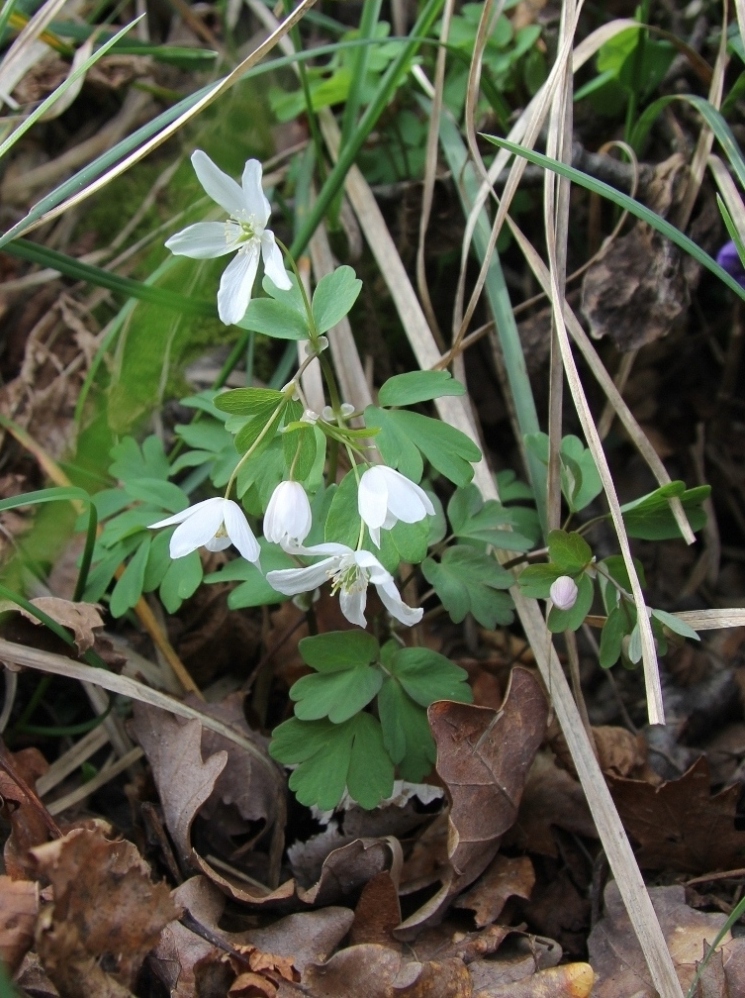 Изображение особи Isopyrum thalictroides.