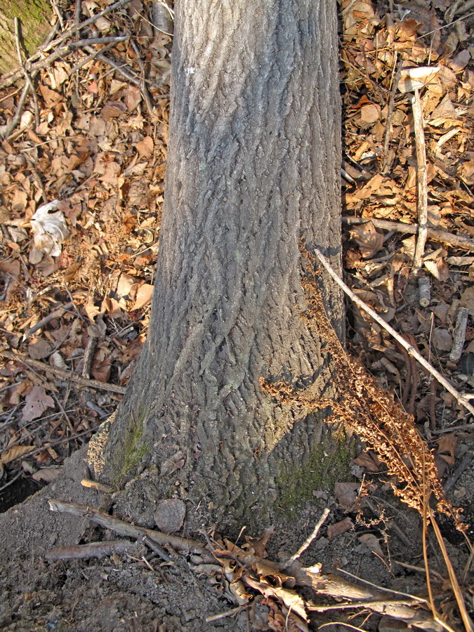 Image of Populus tremula specimen.