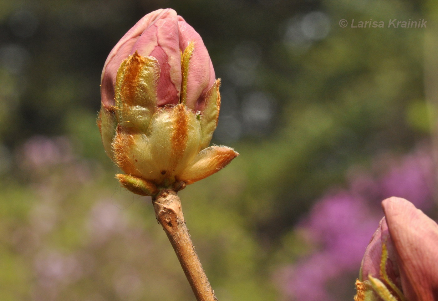 Image of Rhododendron schlippenbachii specimen.