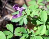 Corydalis caucasica. Соцветие и листья. Краснодарский край, окр. Большой Азишской пещеры. 28.04.2013.