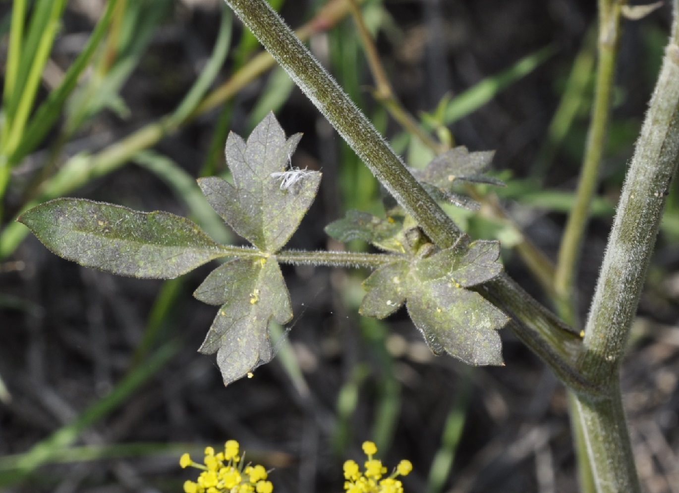 Image of Malabaila aurea specimen.