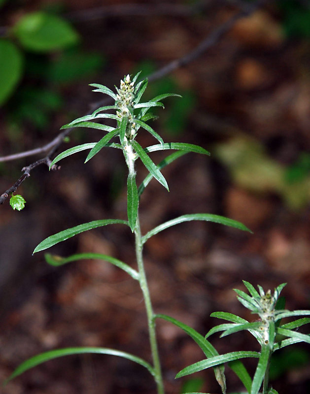 Изображение особи Omalotheca sylvatica.