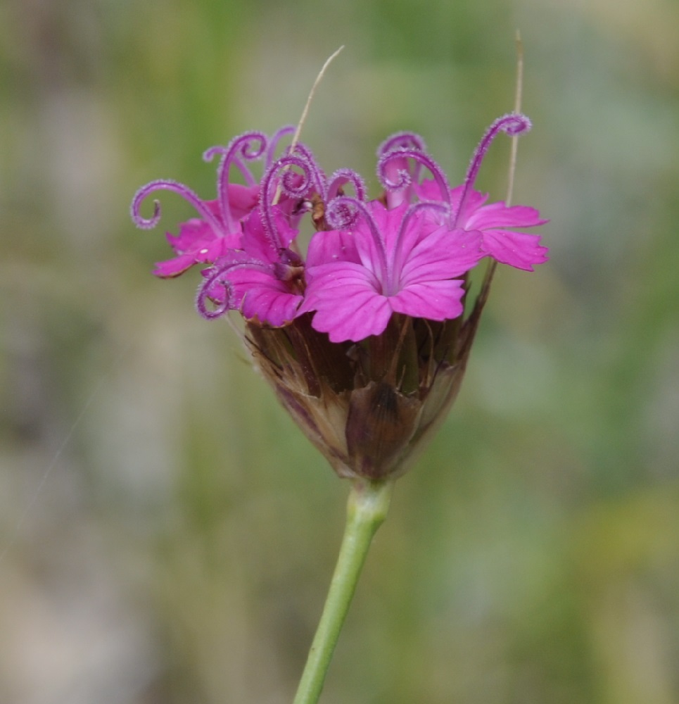 Image of Dianthus cruentus specimen.