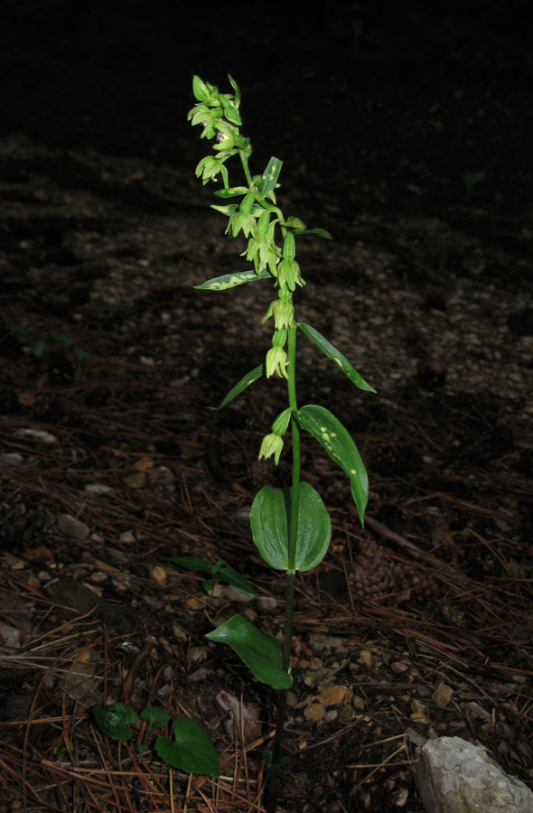 Изображение особи Epipactis persica.