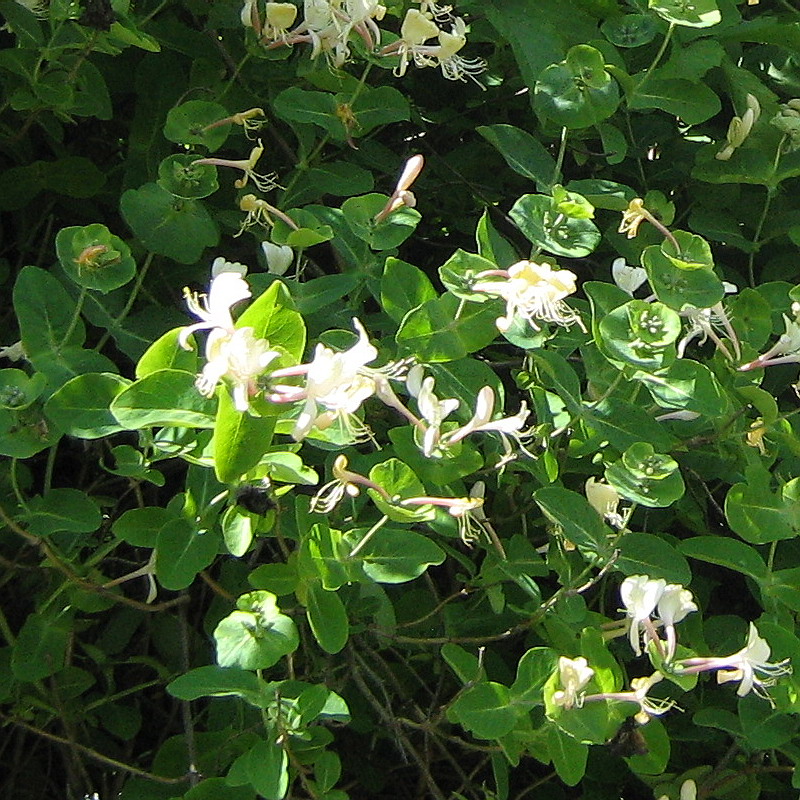 Изображение особи Lonicera caprifolium.