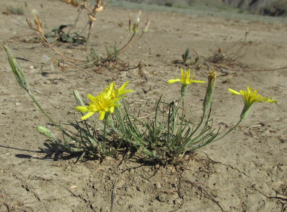 Image of Scorzonera mollis specimen.