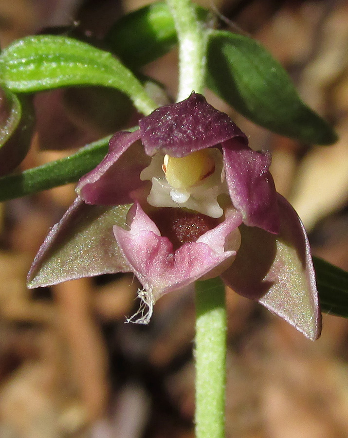 Изображение особи Epipactis helleborine.