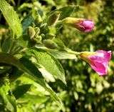 Epilobium hirsutum