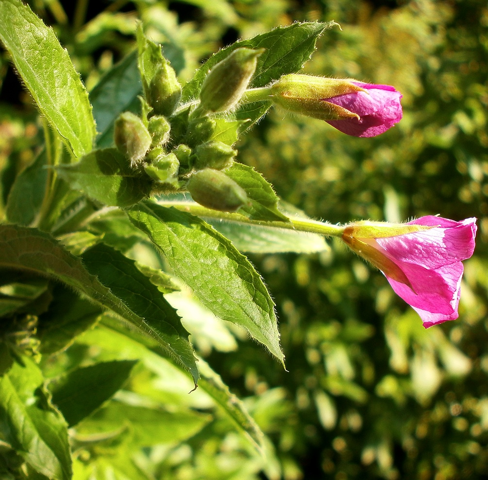 Изображение особи Epilobium hirsutum.