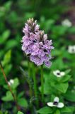 Dactylorhiza psychrophila. Соцветия. Соловецкие острова, остров Большой Соловецкий. 06.07.2014.