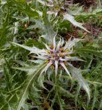 Gundelia tournefortii. Верхушка цветущего растения. Израиль, Верхняя Галилея, гора Мерон, 10.05.2014.