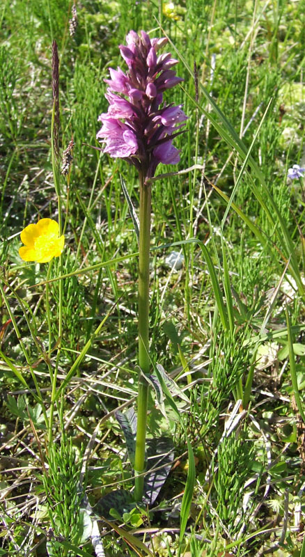 Изображение особи Dactylorhiza psychrophila.