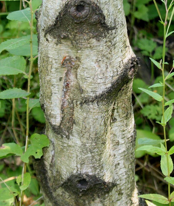 Image of Betula populifolia specimen.