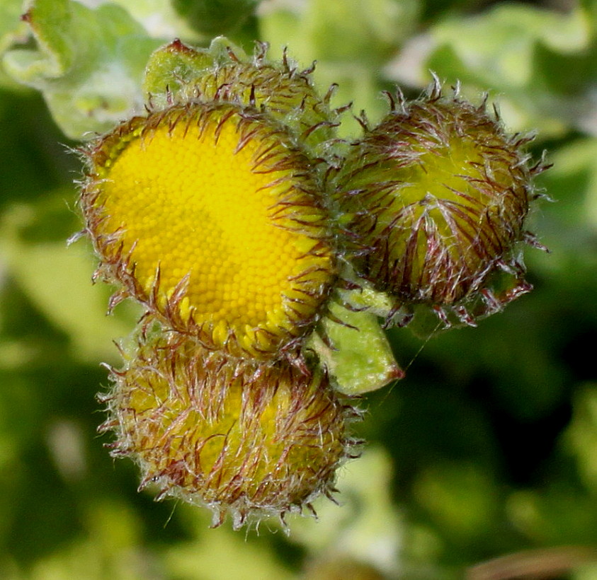 Image of Pulicaria dysenterica specimen.