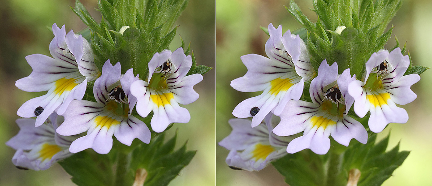 Изображение особи род Euphrasia.