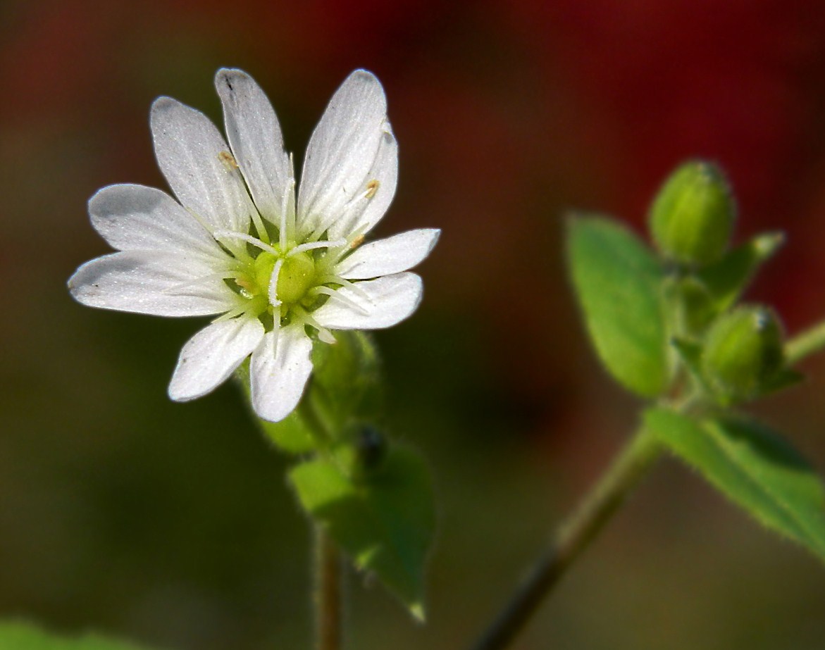 Изображение особи Myosoton aquaticum.