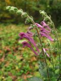 Scutellaria columnae. Часть соцветия. Нидерланды, провинция Noord-Holland, Amstelveen, ландшафтный парк Dr. Jac. P. Thijssepark. 31 октября 2009 г.