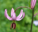 Lilium pilosiusculum