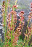 Rumex acetosa