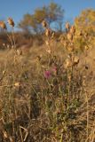 genus Centaurea. Плодоносящее и отцветающее растение. Ростовская обл., Аксайский р-н, окр. хут. Александровка. 12.10.2014.