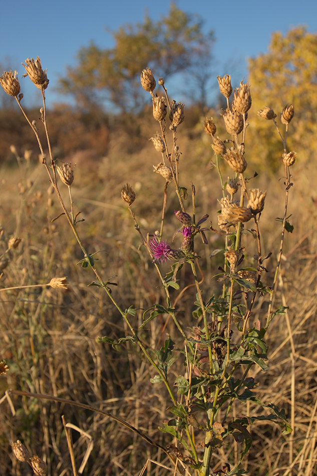 Image of genus Centaurea specimen.